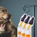 The Ways That Hemp Oil Can Help A Dog Suffering From Cancer