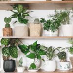 Superb Houseplants That You Must Have