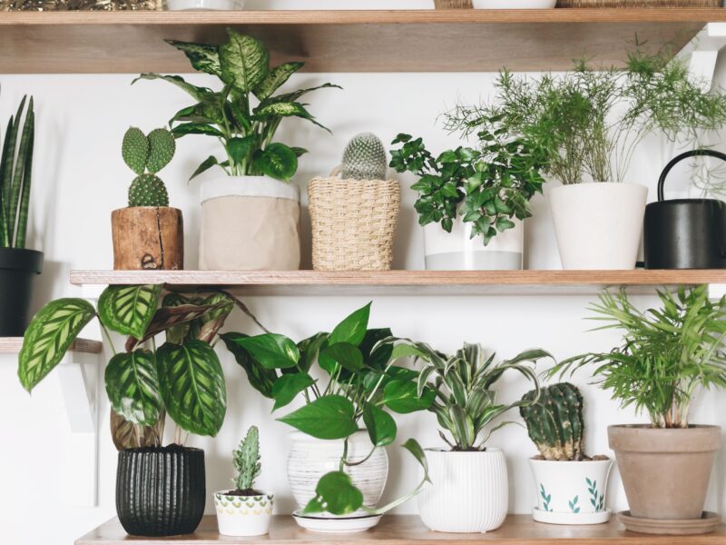 Superb Houseplants That You Must Have