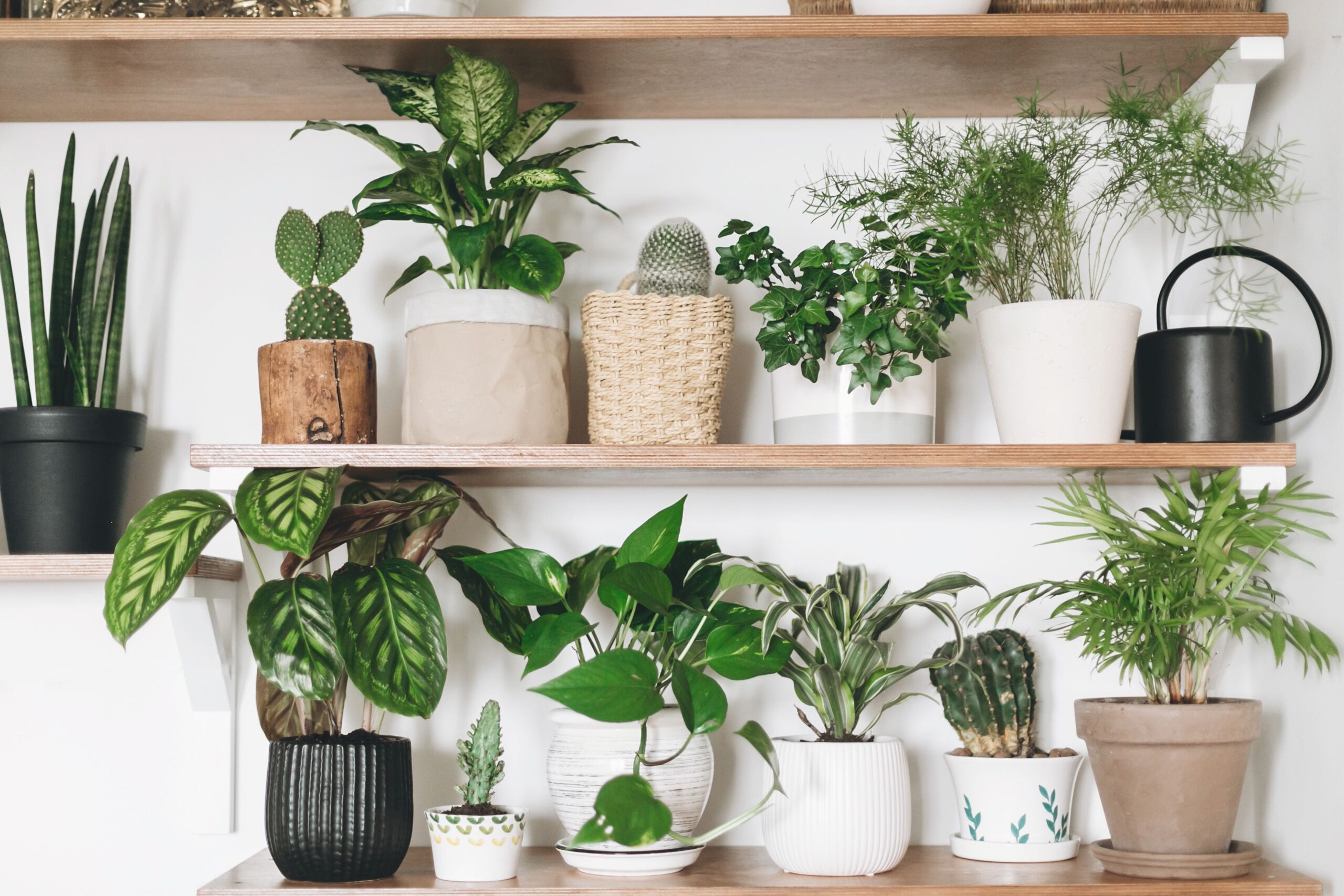 Superb Houseplants That You Must Have
